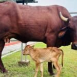 Lakhimi IVF Calf Now Marks Global Milestone for Assam