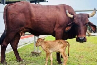 Lakhimi IVF Calf Now Marks Global Milestone for Assam
