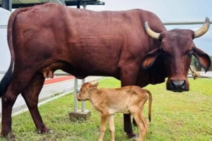 Lakhimi IVF Calf Now Marks Global Milestone for Assam