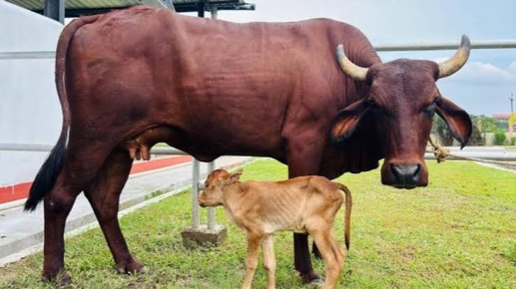 Lakhimi IVF Calf Now Marks Global Milestone for Assam