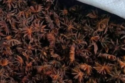 Arunachal’s Khagi spice brings Rs 39 lakh to 200 households while helping protect forests