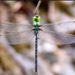 Spoon-tailed Duskhawker now confirmed in Arunachal