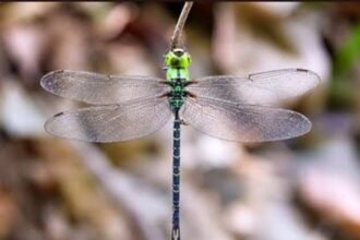 Spoon-tailed Duskhawker now confirmed in Arunachal