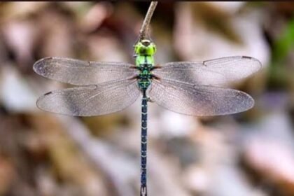 Spoon-tailed Duskhawker now confirmed in Arunachal