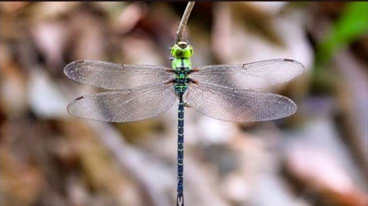 Spoon-tailed Duskhawker now confirmed in Arunachal