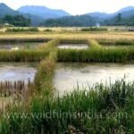 Traditional paddy-cum-fish farming fields in Ziro Valley show structural damage after prolonged monsoon rainfall affected the unique agricultural landscape.