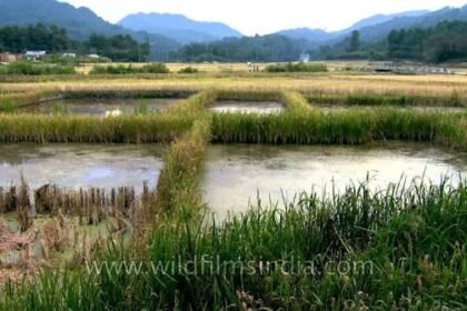 Traditional paddy-cum-fish farming fields in Ziro Valley show structural damage after prolonged monsoon rainfall affected the unique agricultural landscape.