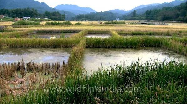 Traditional paddy-cum-fish farming fields in Ziro Valley show structural damage after prolonged monsoon rainfall affected the unique agricultural landscape.