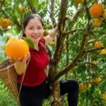 Orange growers in Tamenglong sort freshly harvested oranges as plans for a modern cold storage facility are finalized to improve post-harvest management and market access.