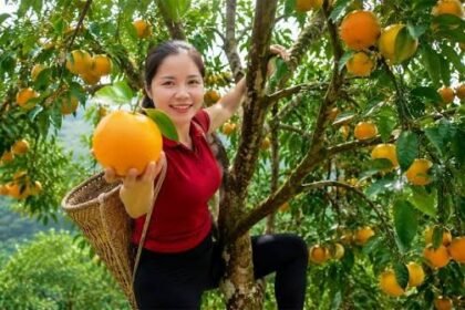 Orange growers in Tamenglong sort freshly harvested oranges as plans for a modern cold storage facility are finalized to improve post-harvest management and market access.