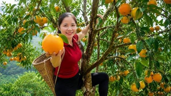 Orange growers in Tamenglong sort freshly harvested oranges as plans for a modern cold storage facility are finalized to improve post-harvest management and market access.