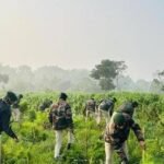 Police operation at Meghliband Tea Garden in West Tripura highlights alleged cannabis cultivation and a dispute over tea-estate land