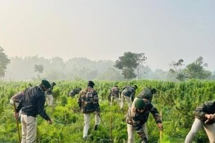 Police operation at Meghliband Tea Garden in West Tripura highlights alleged cannabis cultivation and a dispute over tea-estate land