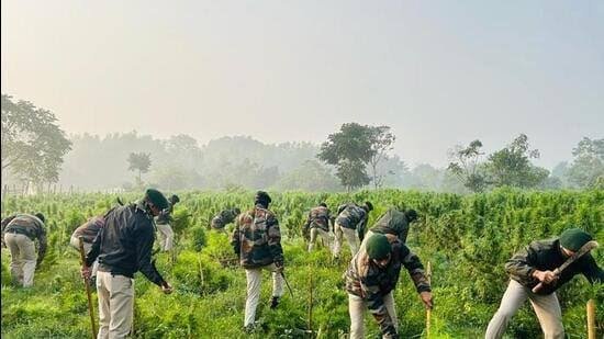 Police operation at Meghliband Tea Garden in West Tripura highlights alleged cannabis cultivation and a dispute over tea-estate land
