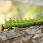 Muga silkworm seed now reaches Assam, Meghalaya