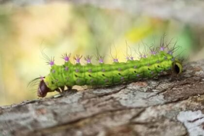 Muga silkworm seed now reaches Assam, Meghalaya