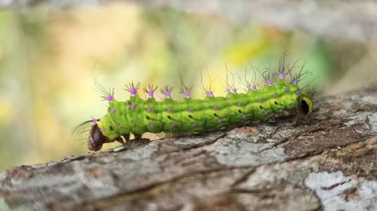 Muga silkworm seed now reaches Assam, Meghalaya