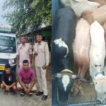 Morigaon cattle now seized as 8 rescued, 4 held
