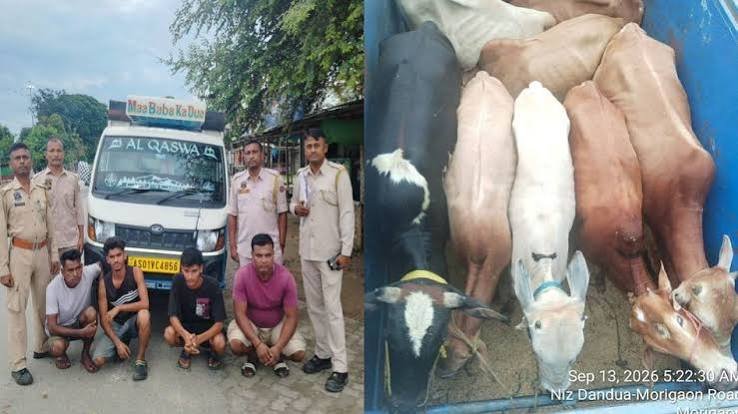 Morigaon cattle now seized as 8 rescued, 4 held
