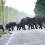 Assam elephants now await hearing over Tamil Nadu transfer