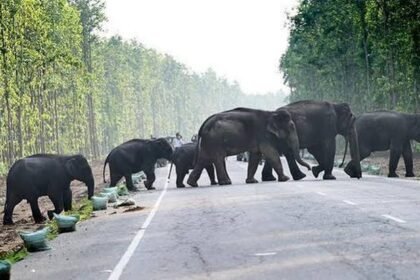 Assam elephants now await hearing over Tamil Nadu transfer