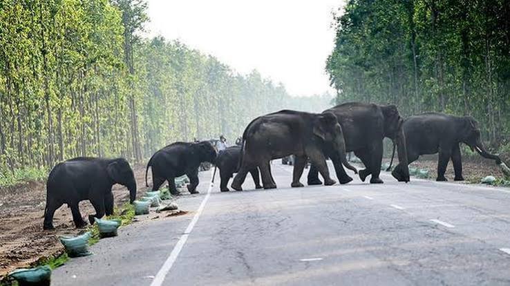 Assam elephants now await hearing over Tamil Nadu transfer