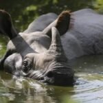 Greater one-horned rhino hits record global high now