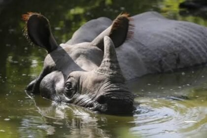 Greater one-horned rhino hits record global high now