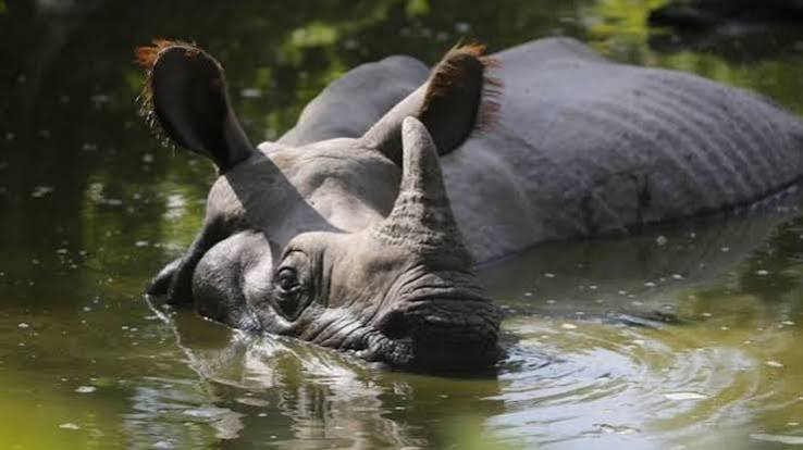 Greater one-horned rhino hits record global high now