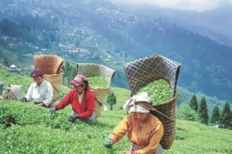 Tripura tea producers explore new European organic wholesale markets as the state's tea export sector seeks fresh trade opportunities.