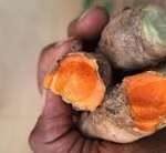 Meghalaya turmeric now reaches Singapore in major export push