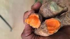 Meghalaya turmeric now reaches Singapore in major export push