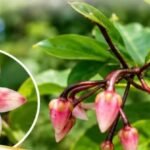 Ardisia colorata: Rare shrub rediscovered in Assam after 204 years