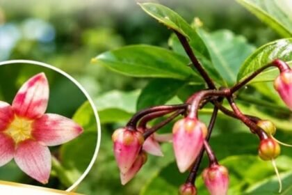 Ardisia colorata: Rare shrub rediscovered in Assam after 204 years