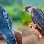 Amur falcons Now Return to Manipur After 23 Countries