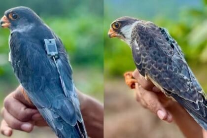 Amur falcons Now Return to Manipur After 23 Countries