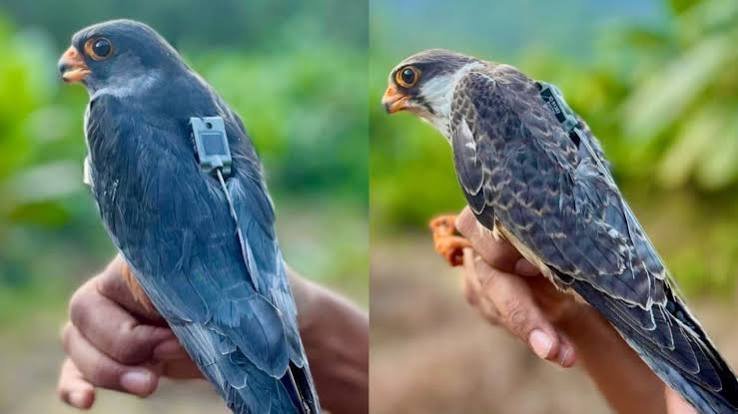 Amur falcons Now Return to Manipur After 23 Countries