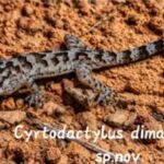 Umrangso gecko: New species reveals hidden biodiversity now