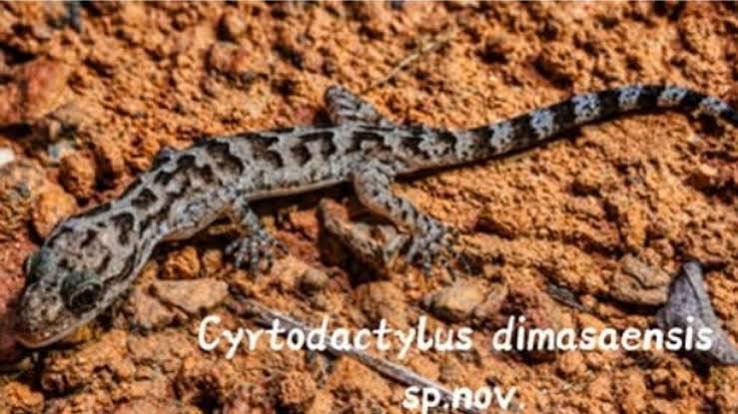 Umrangso gecko: New species reveals hidden biodiversity now